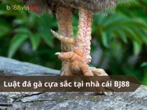 đá gà cựa sắc bj88