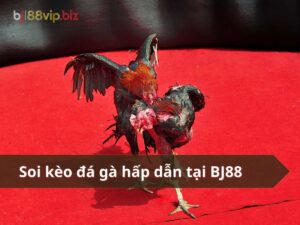 cách soi kèo đá gà bj88