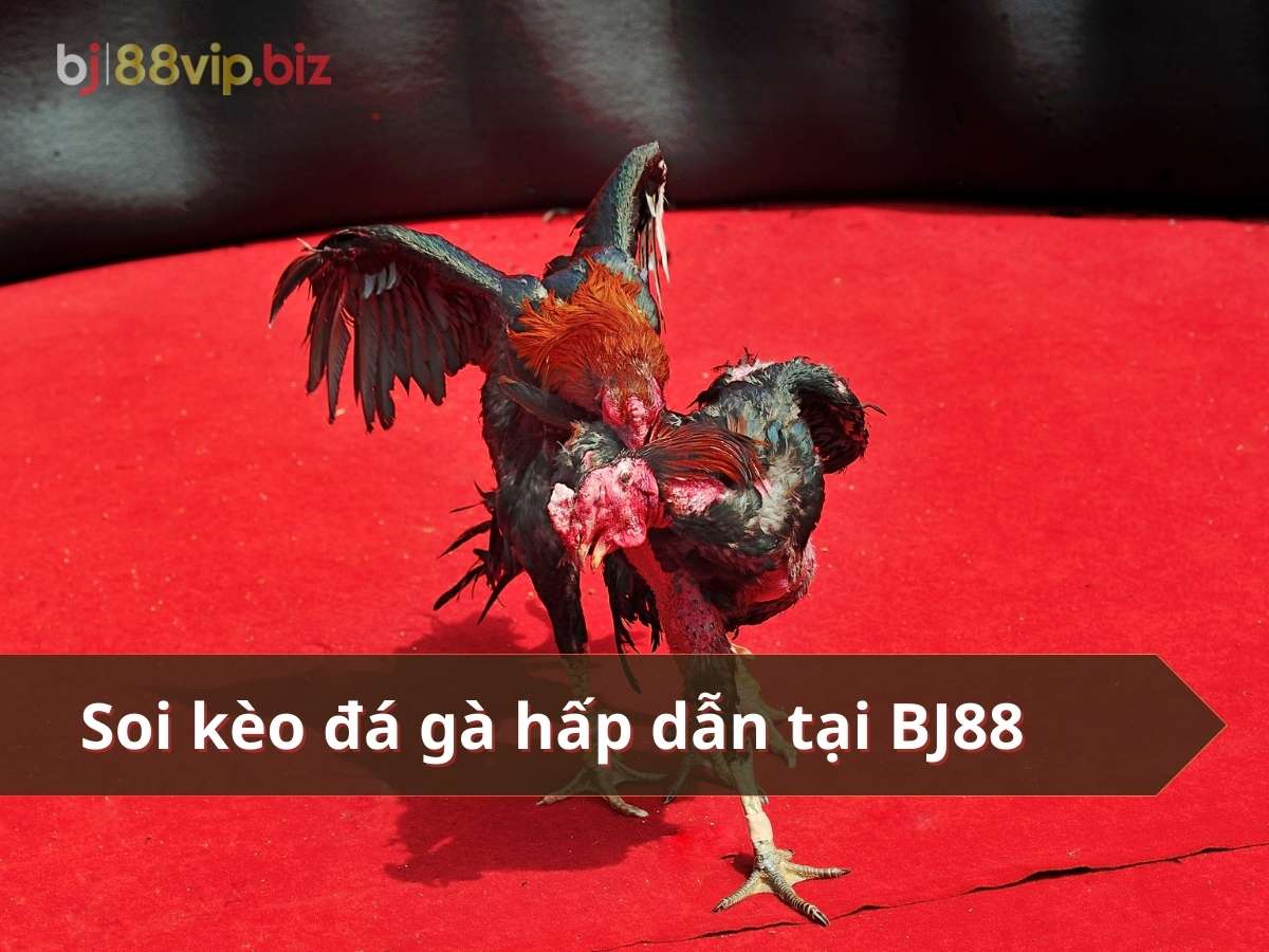 cách soi kèo đá gà bj88